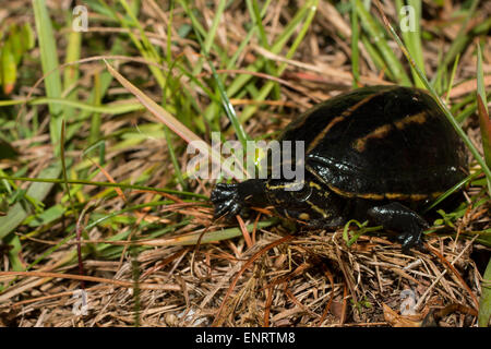 Gestreifte Mud Turtle - Kinosternon baurii Stockfoto