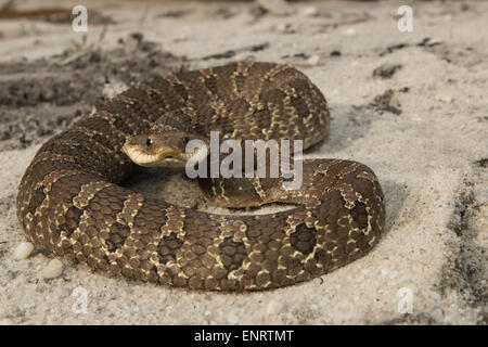 Geringe Aussicht auf eine defensive östlichen Hognose Schlange - Heterodon platyrhinos Stockfoto