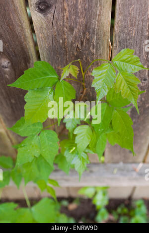 Poison Ivy (Toxicodendron Radicans) wächst auf Zaun - Maryland USA Stockfoto