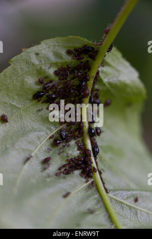 Black Cherry Blattlaus (Myzus Cerasi) Kolonie auf Blatt - Maryland USA Stockfoto