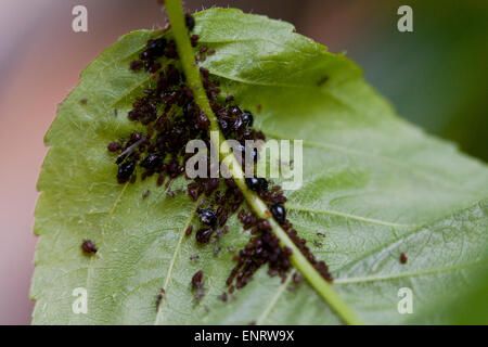 Black Cherry Blattlaus (Myzus Cerasi) Kolonie auf Blatt - Maryland USA Stockfoto