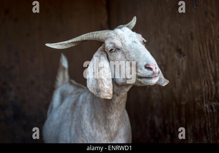 Farm Sanctuary in Acton, Kalifornien. Ein Bauernhof Tierschutzorganisation mit Heiligtümern in New York und Kalifornien. Stockfoto