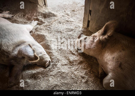 Farm Sanctuary in Acton, Kalifornien. Ein Bauernhof Tierschutzorganisation mit Heiligtümern in New York und Kalifornien. Stockfoto