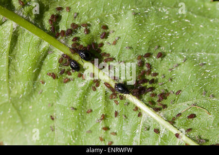 Black Cherry Blattlaus (Myzus Cerasi) Kolonie auf Blatt - Maryland USA Stockfoto