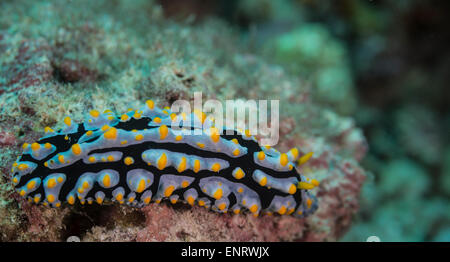 Nacktschnecke auf einer Koralle Stockfoto