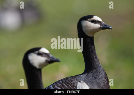 Weißwangengans (Branta Leucopsis). Porträt. Erwachsene Gefieder. Drei getrennte Populationen. Zucht, Grönland, Spitzbergen, Sibirien Stockfoto