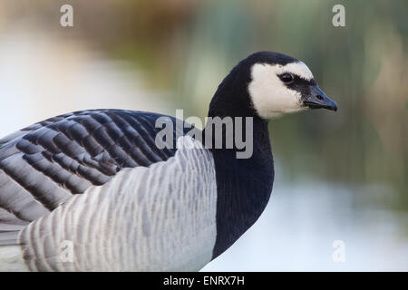 Weißwangengans (Branta Leucopsis). Porträt. Gefieder Detail. Stockfoto