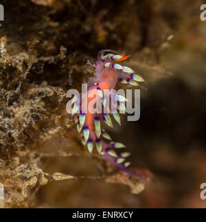 Wünschenswert Flabellina Nacktschnecken auf eine weiche Koralle Stockfoto