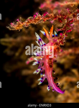 Wünschenswert Flabellina Nacktschnecken auf einer Koralle Stockfoto