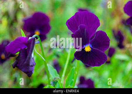 Stiefmütterchen Blumen auf Blumenbeet im Garten Stockfoto