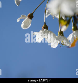 Weißen Kirschblüten hautnah bei einem klaren blauen Himmel Witz Textfreiraum Stockfoto