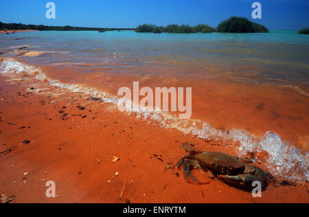 Große Schlammkrabbe (Scylla Serrata) am Ufer des Roebuck Bay, in der Nähe von Broome, Kimberley-Region in Western Australia Stockfoto