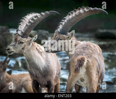 Zwei männliche alpine Steinböcke Stockfoto