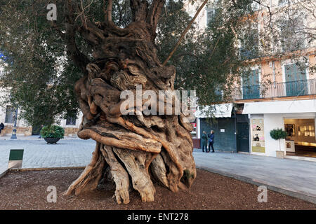 Tausendjährigen Olivenbaum, Olivera de Cort, Palma de Mallorca, Mallorca, Balearen, Spanien Stockfoto