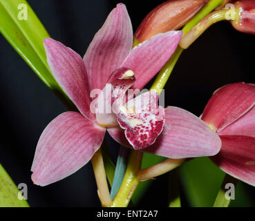 Cymbidium Hybriden Orchidee "Rote Baker" Stockfoto