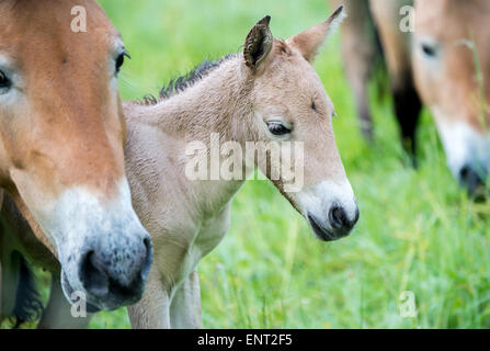 Przewalski Pferd mit jungen Fohlen Stockfoto