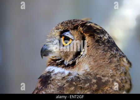 Gefleckte Uhu (Bubo Africanus), Erwachsener, Südafrika Stockfoto