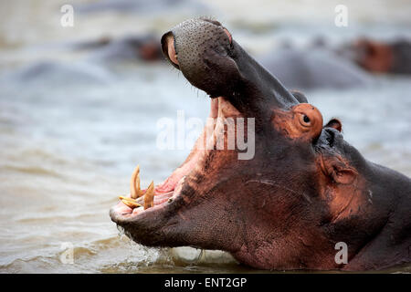 Nilpferd (Hippopatamus Amphibius), Erwachsene, im Wasser, mit seinen Mund öffnen, Saint Lucia Estuary, iSimangaliso Wetland Park Stockfoto