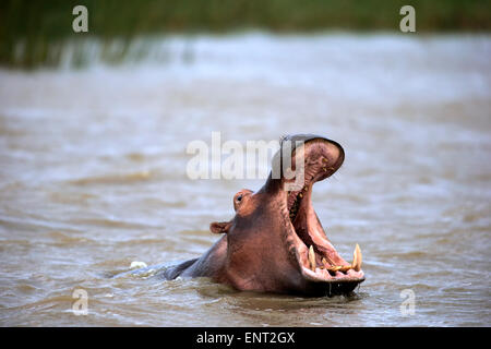 Nilpferd (Hippopatamus Amphibius), Erwachsene, im Wasser, mit seinen Mund öffnen, Saint Lucia Estuary, iSimangaliso Wetland Park Stockfoto