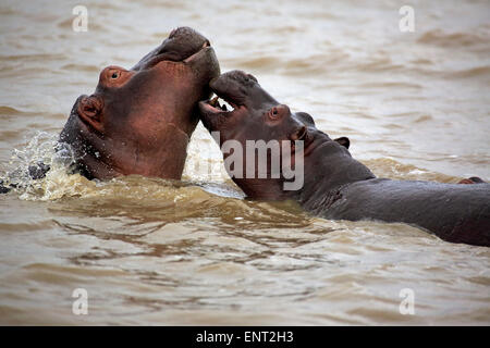 Zwei Nilpferde (Hippopatamus Amphibius), Erwachsene, im Wasser, Kampf, St. Lucia Estuary, iSimangaliso Wetland Park Stockfoto