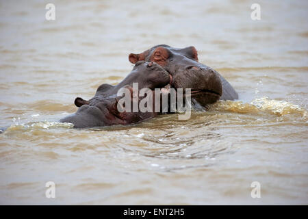 Zwei Nilpferde (Hippopatamus Amphibius), Erwachsene, im Wasser, Kampf, St. Lucia Estuary, iSimangaliso Wetland Park Stockfoto