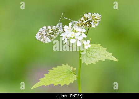 Männliche und weibliche orange Tipp Schmetterlinge (Anthocharis Cardamines) auf Knoblauch Senf (Alliaria Petiolata), Hessen, Deutschland Stockfoto