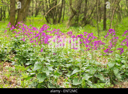 Dame der Rakete (Hesperis Matronalis), Leithagebirge, Nordburgenland, Burgenland, Österreich Stockfoto