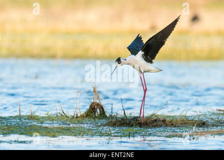 Stelzenläufer (Himantopus Himantopus) Landung auf Nest, Lake Nationalpark Neusiedlersee, Burgenland, Österreich Stockfoto