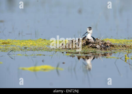 Stelzenläufer (Himantopus Himantopus) auf Nest, Lake Nationalpark Neusiedlersee, Burgenland, Österreich Stockfoto