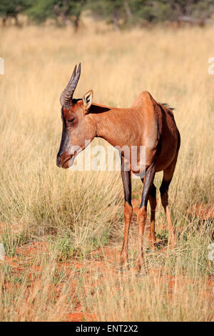 Gemeinsamen Kudus oder Sassaby (Damaliscus Lunatus), Erwachsener, Tswalu Game Reserve, Kalahari-Wüste, Südafrika Stockfoto