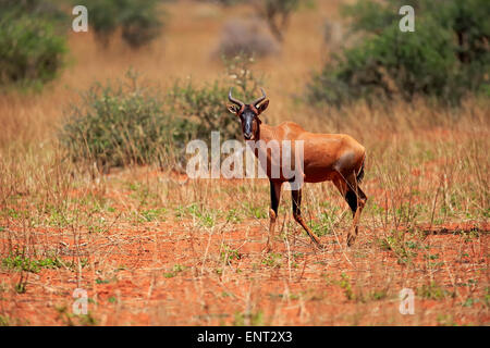 Gemeinsamen Kudus oder Sassaby (Damaliscus Lunatus), Erwachsener, Tswalu Game Reserve, Kalahari-Wüste, Südafrika Stockfoto