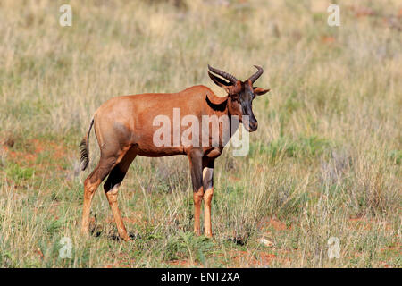 Gemeinsamen Kudus oder Sassaby (Damaliscus Lunatus), Erwachsener, Tswalu Game Reserve, Kalahari-Wüste, Südafrika Stockfoto