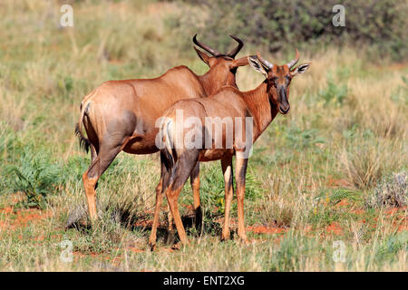 Gemeinsamen Kudus oder Sassaby (Damaliscus Lunatus), adult paar, Tswalu Game Reserve, Kalahari-Wüste, Südafrika Stockfoto