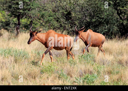 Gemeinsamen Kudus oder Sassaby (Damaliscus Lunatus), adult paar, Tswalu Game Reserve, Kalahari-Wüste, Südafrika Stockfoto