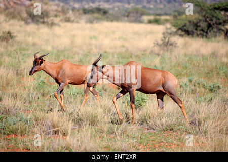 Gemeinsamen Kudus oder Sassaby (Damaliscus Lunatus), adult paar, Tswalu Game Reserve, Kalahari-Wüste, Südafrika Stockfoto