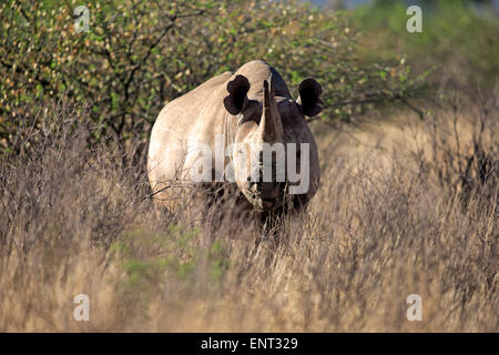 Spitzmaulnashorn (Diceros Bicornis), erwachsenes Weibchen Tswalu Game Reserve, Kalahari-Wüste, Nordkap, Südafrika Stockfoto