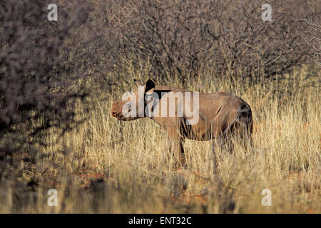 Spitzmaulnashorn (Diceros Bicornis), junge, Tswalu Game Reserve, Kalahari-Wüste, Nordkap, Südafrika Stockfoto