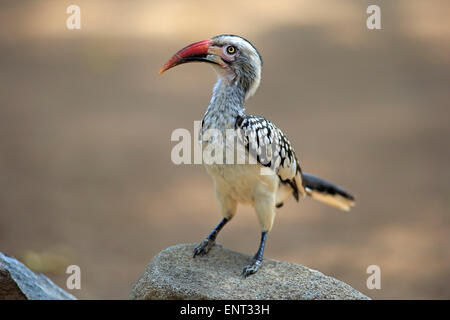 Nördlichen rot-billed Hornbill (Tockus Erythrorhynchus), Erwachsene, Krüger Nationalpark, Südafrika Stockfoto