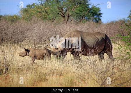 Spitzmaulnashorn (Diceros Bicornis), Weibchen mit jungen, Tswalu Game Reserve, Kalahari-Wüste, Nordkap, Südafrika Stockfoto