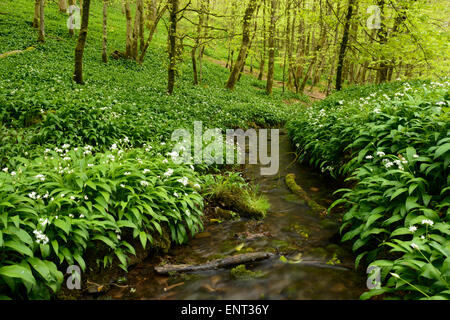 Bärlauch wächst um einen Strom, der durch lange Holz in Cheddar, Somerset läuft. Stockfoto