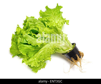 Grüner Salat in einem Topf auf weißem Hintergrund Stockfoto