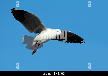 Eine Hartlaubs Möwe (Larus Hartlaubii) auf der Flucht vor einem blauen Himmel, Südafrika Stockfoto