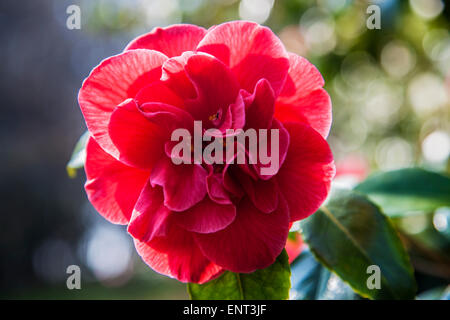 Kamelie im Bowood Estate in Wiltshire. Stockfoto