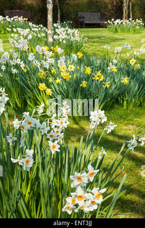 Narzissen im Frühlingsgarten im Bowood Estate in Wiltshire. Stockfoto