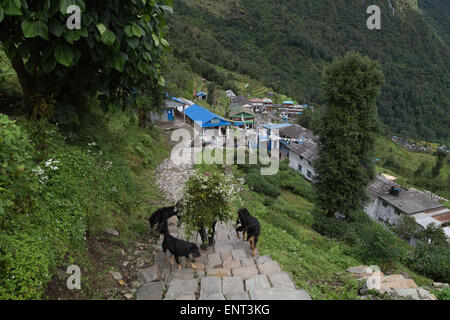 Wenige Menschen und Hunde, Annapurna Sanctuary Trek, Nepal Stockfoto