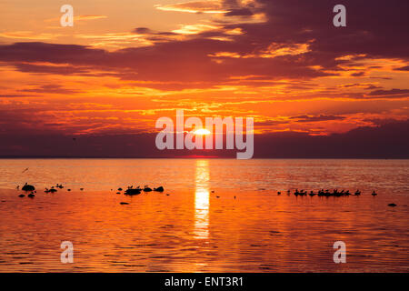 Sonnenuntergang im Meer an der Küste mit Möwen auf den Felsen Stockfoto