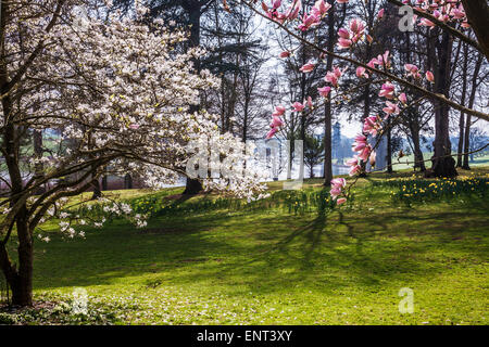 Magnolia Blumen im Bowood House in Wiltshire. Stockfoto