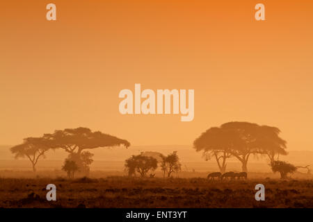 Afrikanischen Sonnenuntergang mit Silhouette Bäume und Zebras, Amboseli Nationalpark, Kenia Stockfoto