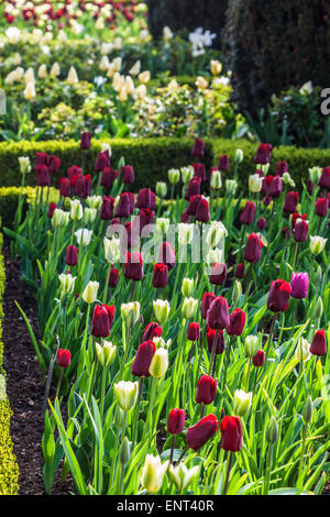 Tulpen auf der Terrasse im Bowood House in Wiltshire. Stockfoto