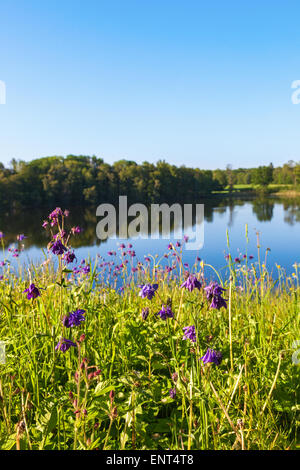 See mit Blumen auf der Wiese am Strand Stockfoto